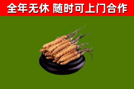 鞍山市烟酒回收冬虫夏草.jpg